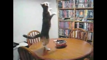 Яко - Танцуващото Коте!