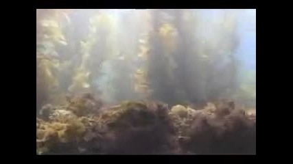 Красотата на подводния свят