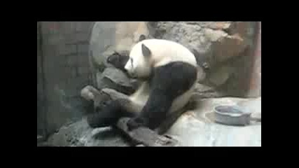Sneezing Panda Goes Gangsta
