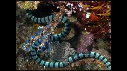 Amazing Reptiles_ The Sea Snake