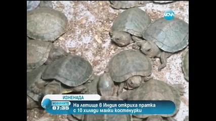 Пратка с 10 000 малки костенурки задържаха в Индия