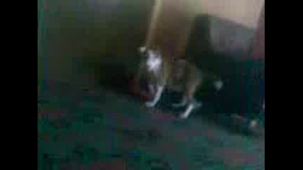 pitbull red nos Tea