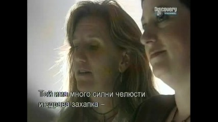 Вълк Vs. Пума - Discovery Channel + Bg Sub Част1/4