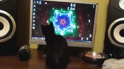 Коте преследва курсора на компютър