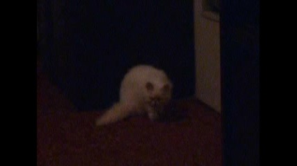Коте