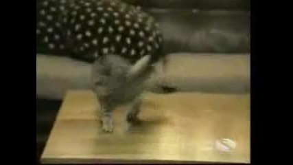 Смешни котки 