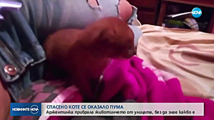 Спасено от аржентинка коте се оказа пума