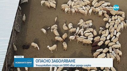 Унищожават стадо от 1000 овце заради дребна шарка