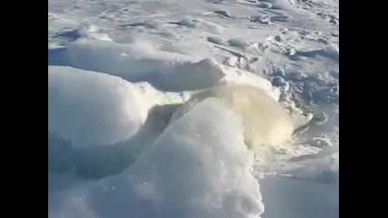 Сладко Тюленче 