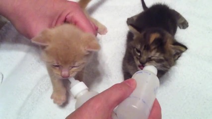 4 week old kittens bottle feeding