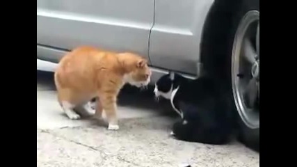 Две котки си бъбрят смешки! :ддддддддддддддддддддддддддддддд