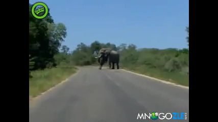 Слон атакува кола