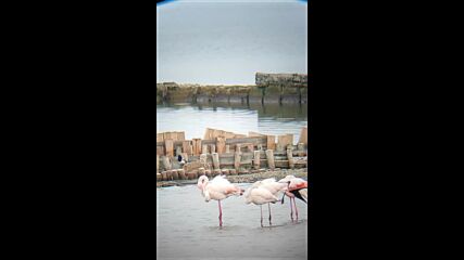 От "Моята новина": Фламинго в Поморийското езеро