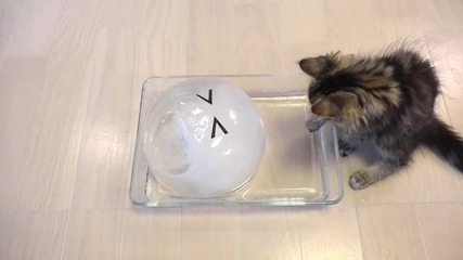 10 Сладки Котета се наслаждават на ледена топка .. :)