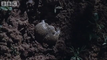 Attenborough Amazing Rain Frogs - Life in Cold Blood - Bbc wildlife 