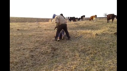 Dylji pari 4ubanina