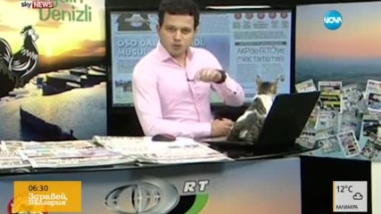 Котка в студиото на турска телевизия