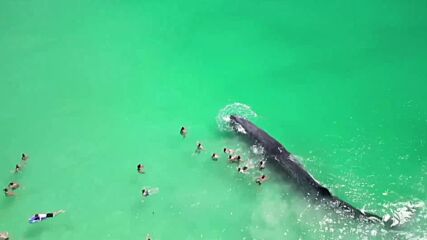 Дружелюбен кит плува сред плажуващи край Пърт (ВИДЕО)