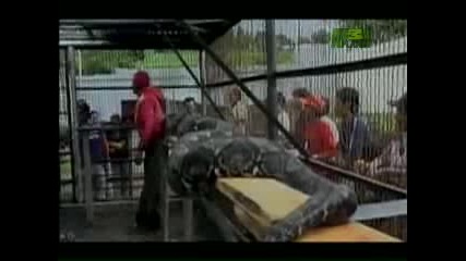 Weird True & Freaky - 4 Story Python
