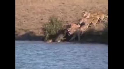 Лъвове нападат бивол 