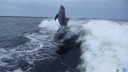 Сблъсък между делфини 