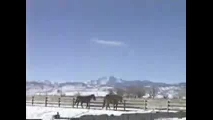 Horses Running and Playing in the Snow