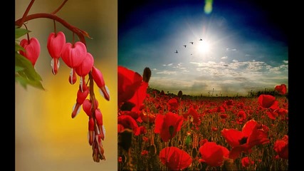 Пролетно настроение..(richard Abel)