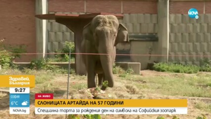 РОЖДЕН ДЕН В СОФИЙСКИЯ ЗООПАРК: Слоницата Артайда става на 57 години
