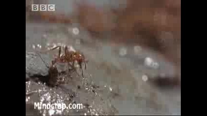 Мравки преплуват река!