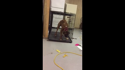 Куче се освободи от затворена клетка!