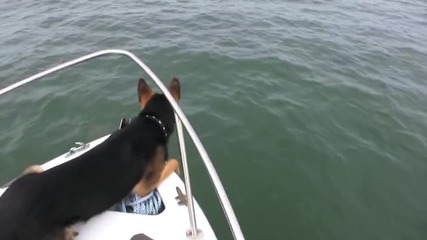 Куче скача върху делфини