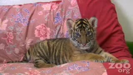 Baby Tiger - Бебе Тигър