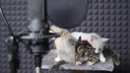 Малки сладки пеещи котенца :)