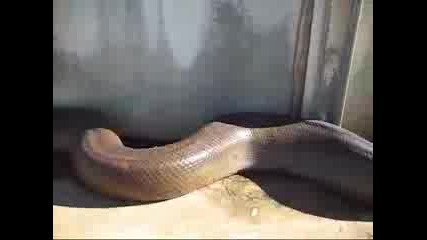 Най - голямата змия в света ! 
