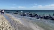 Десетки делфини гринди излязоха на плаж в Югозападна Австралия (ВИДЕО)