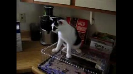 Котка Иска Малко Торта