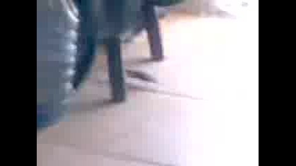 Speedy Mouse.3gp