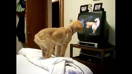 Куче гледа Air Buddies