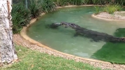 Крокодил срещу косачка за трева