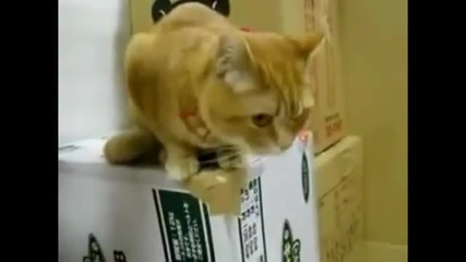 Anxious Cat Can't Wait for Food