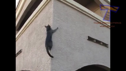 Котките са невероятни катерачи - Забавна Компилация