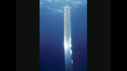 Животни, които обитават дълбините на моретата и океаните