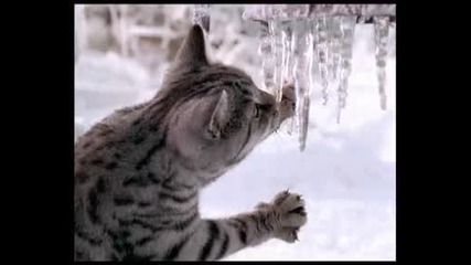 Реклама на Whiskas (зима) Руски 