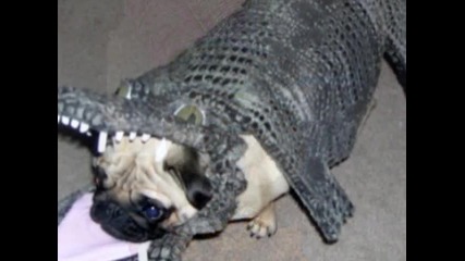 Mops fashion - hq