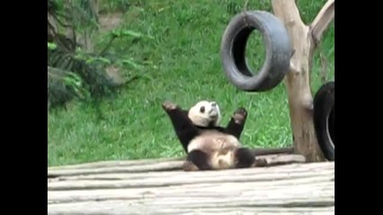 Панда танцува яко :) 