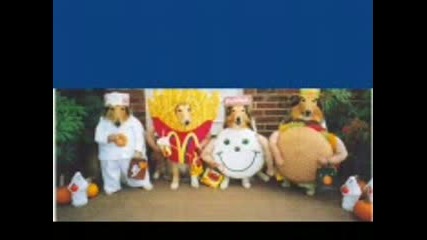 Funny Animals