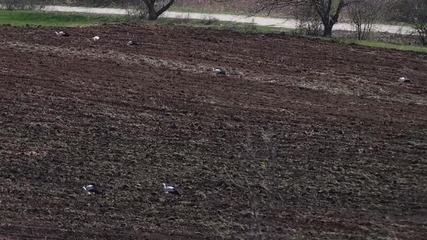 Щъркели се нахраниха в прясно разорана нива край Варна