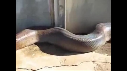 Най - дългата змия