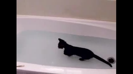 Коте взема вана...