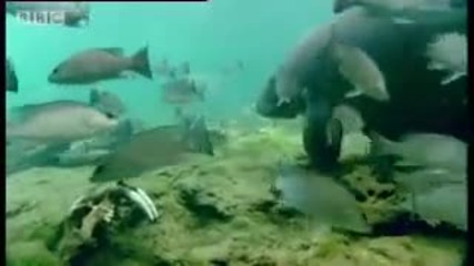 Flooded caves Underwater Florida - Wild New World - Bbc history 